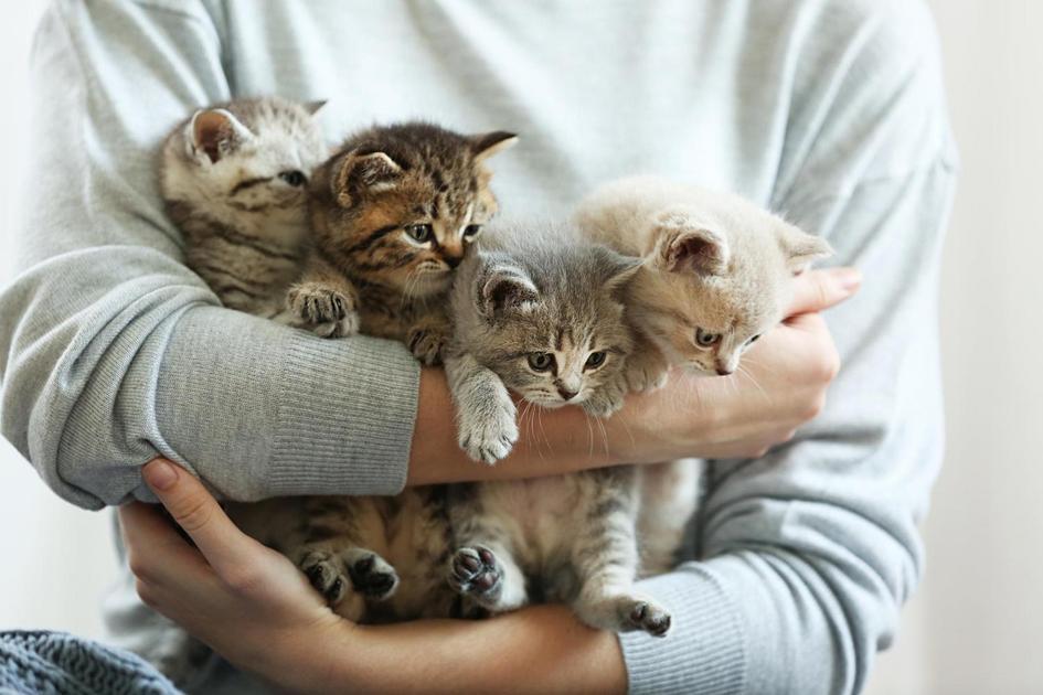 A Evolução dos Gatos Domésticos e Seus Hábitos Surpreendentes