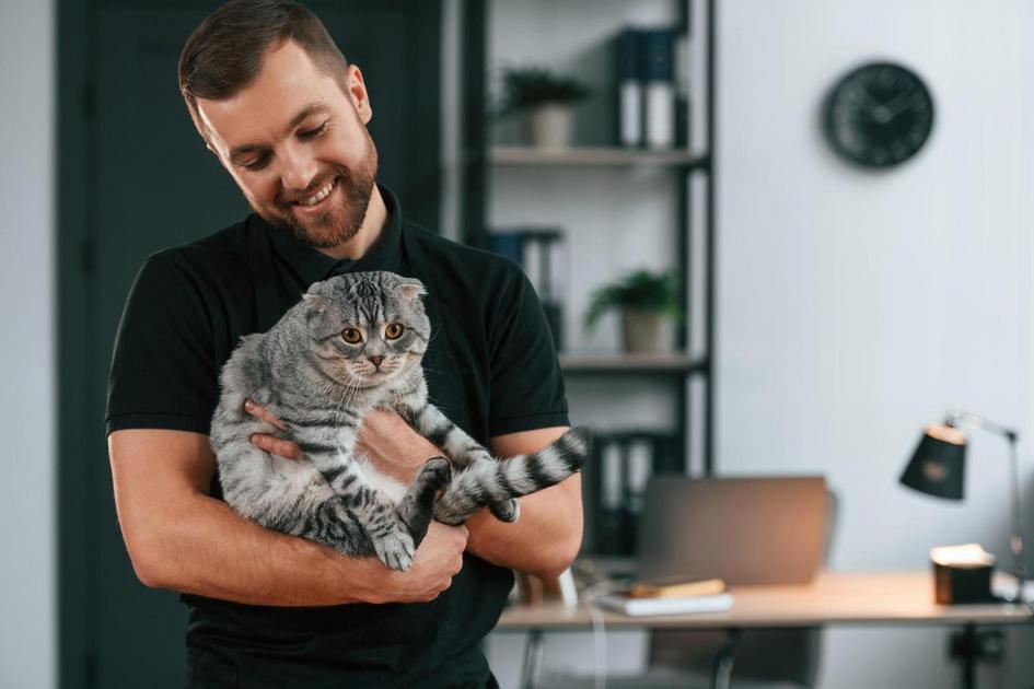 A importância de brinquedos e atividades para o desenvolvimento do filhote de gato A importância de brinquedos e atividades para o desenvolvimento do filhote de gato