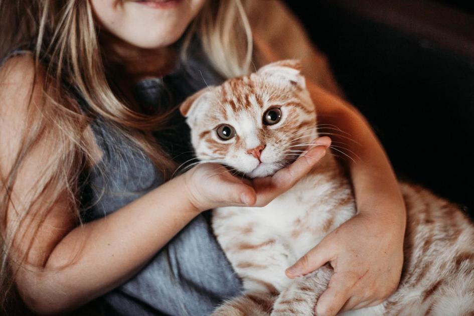 A Importância de Conhecer a Idade do Seu Gato para Cuidados Adequados