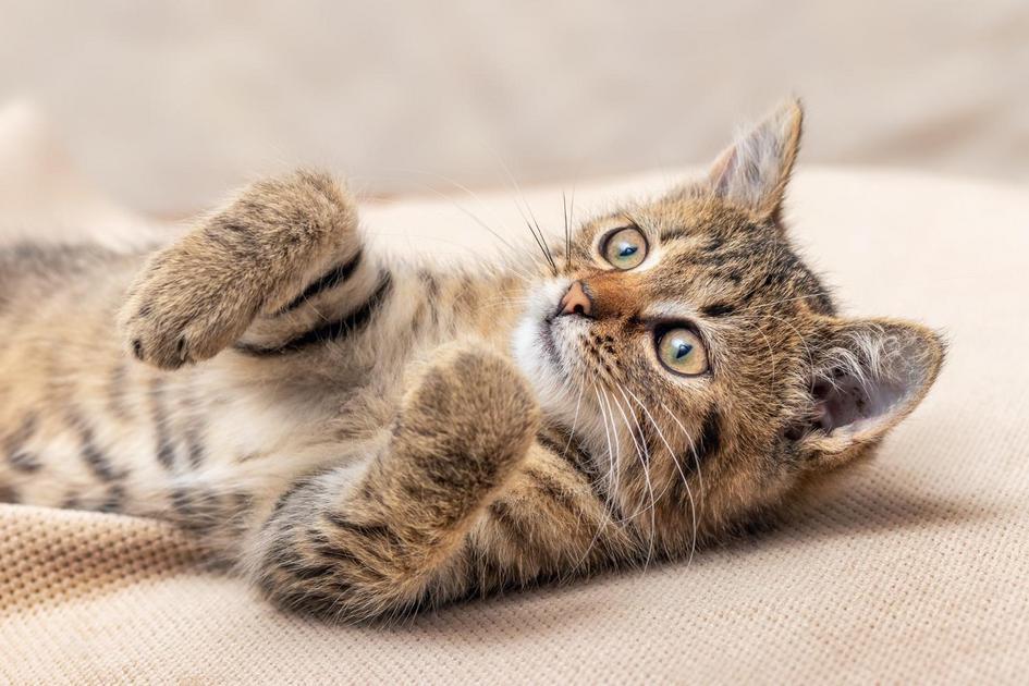 A influência da genética e nutrição nos tamanhos dos felinos