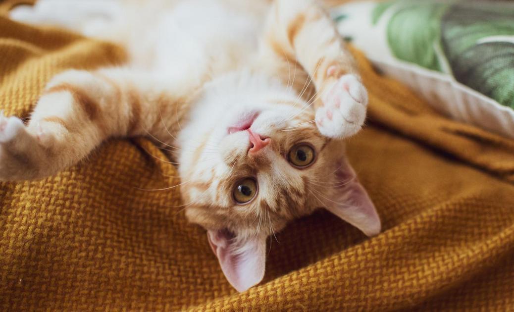 A Origem e a Importância de Celebrar o Dia Internacional do Gato