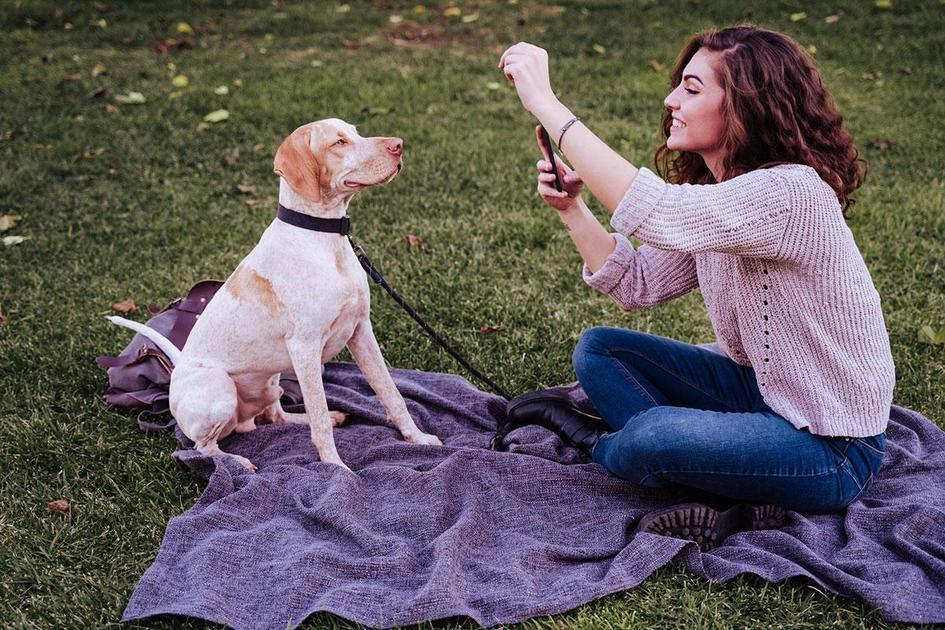 adestramento de cães