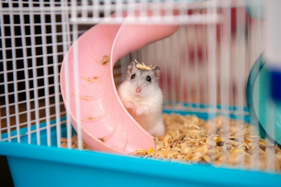 Alimentação Básica e Nutritiva para Hamsters Alimentação Básica e Nutritiva para Hamsters