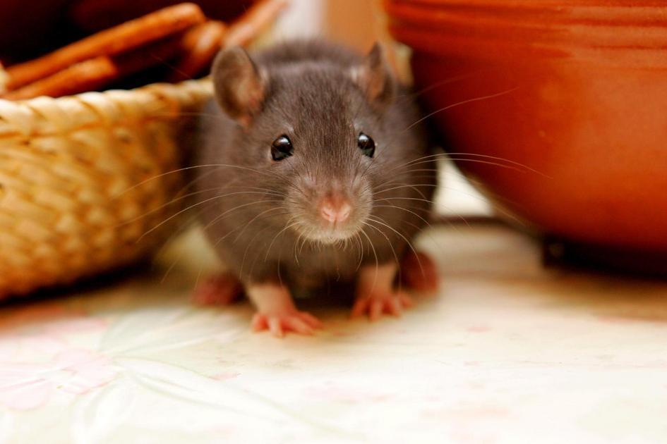 Alimentação Saudável para Hamsters: O que Oferecer Alimentação Saudável para Hamsters: O que Oferecer