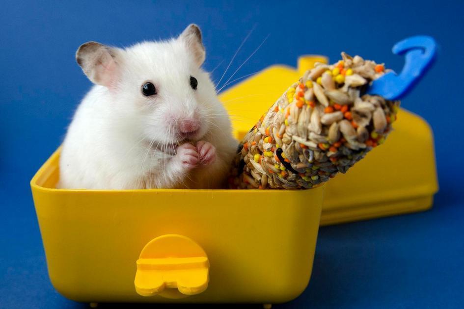 Alimentos Proibidos na Dieta de um Hamster Alimentos Proibidos na Dieta de um Hamster