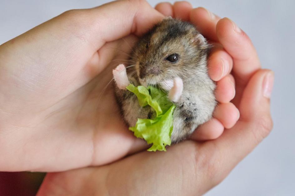 Alimentos Proibidos: O Que Evitar na Alimentação de Hamsters Alimentos Proibidos: O Que Evitar na Alimentação de Hamsters