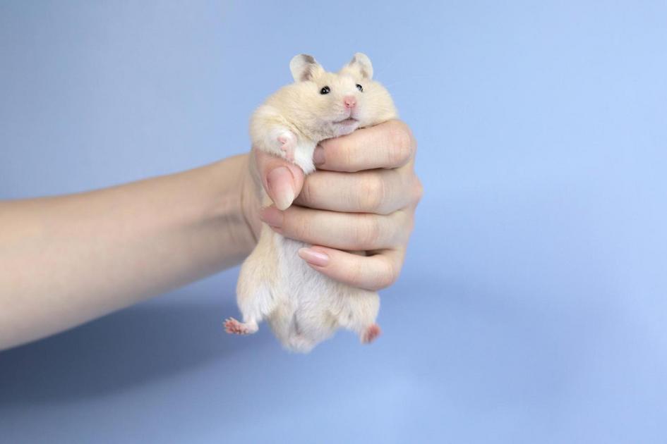 Alimentos Proibidos: O Que Manter Longe do Seu Hamster Alimentos Proibidos: O Que Manter Longe do Seu Hamster