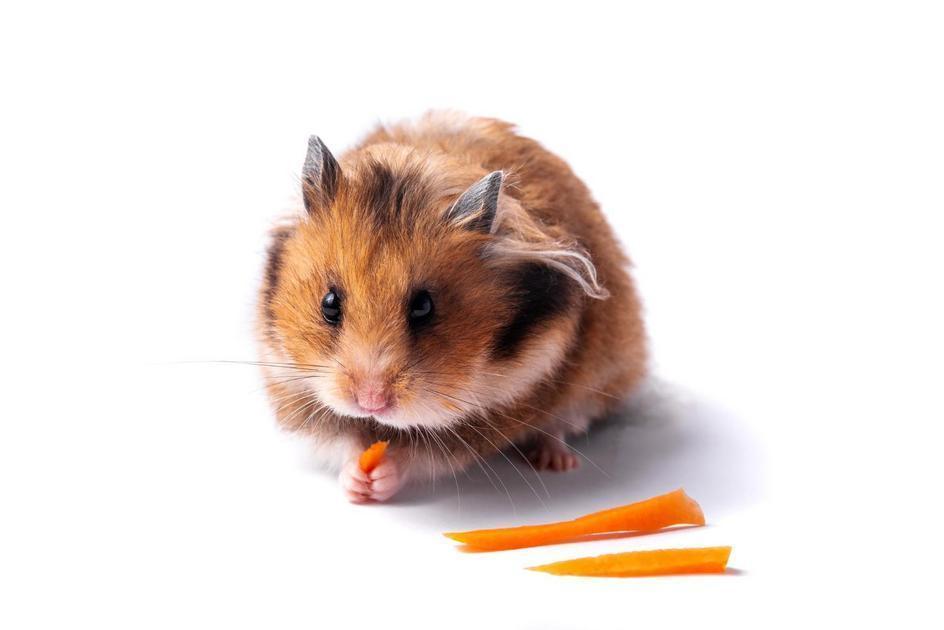 Balanceando a Nutrição: O Que Incluir na Dieta do seu Hamster Balanceando a Nutrição: O Que Incluir na Dieta do seu Hamster