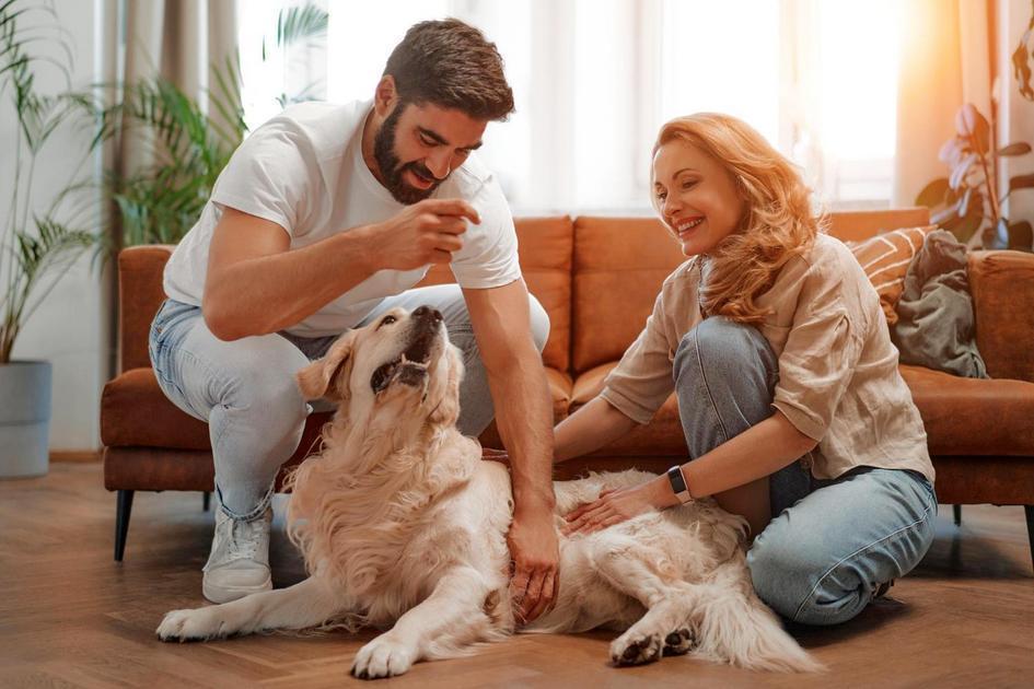 Benefícios de adotar um cãozinho menos barulhento Benefícios de adotar um cãozinho menos barulhento
