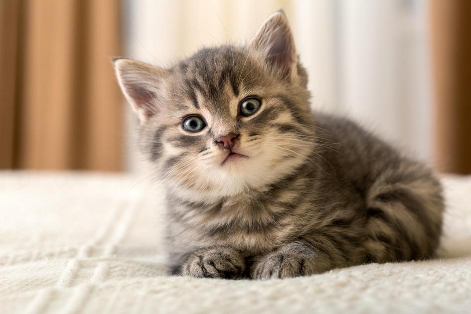 Benefícios do arranhador para gatos em seu bem-estar