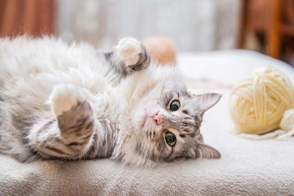 Brincadeiras e Recompensas Como Ferramentas de Adestramento para Gatinhos Brincadeiras e Recompensas Como Ferramentas de Adestramento para Gatinhos