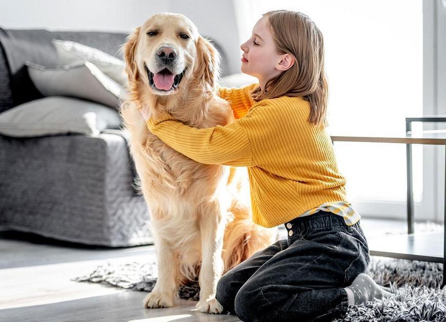 Cachorro com tremedeira o que pode ser Cachorro com tremedeira o que pode ser