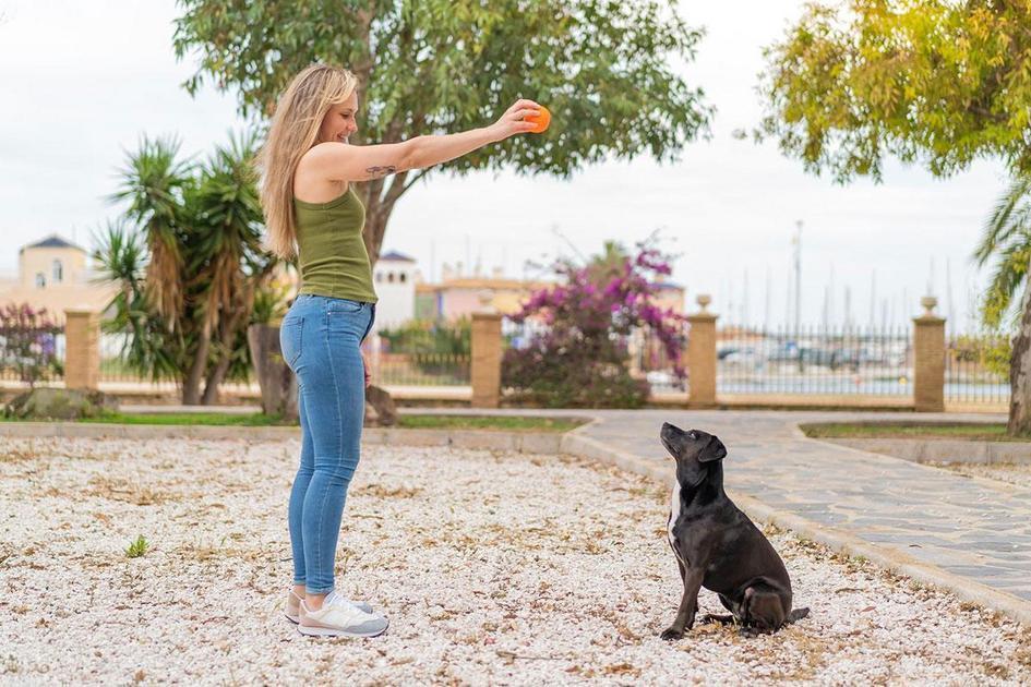 cachorro com tremedeira