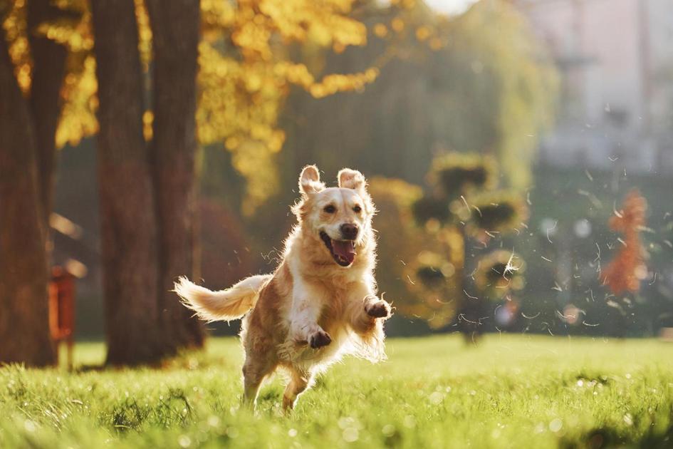 cachorro pequeno