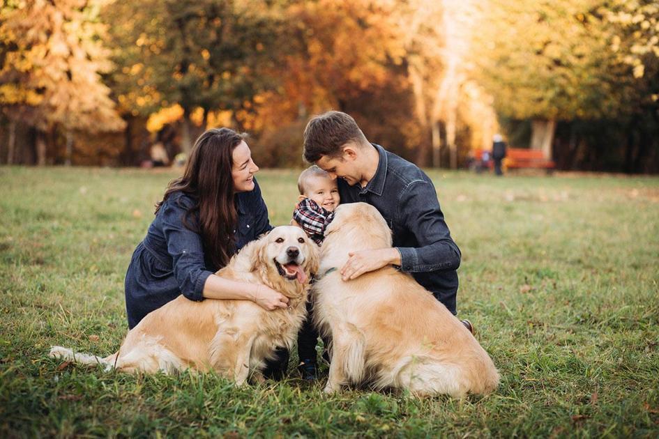 cachorro pode comer feijão