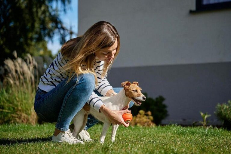 cachorros para apto