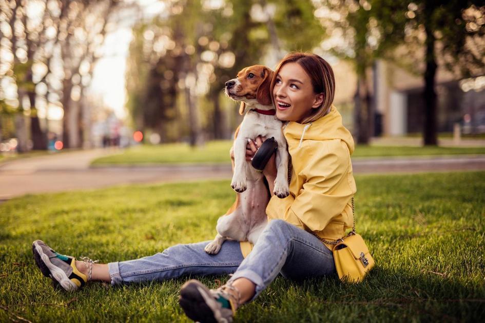 Como Adequar seu Apartamento para um Cão Como Adequar seu Apartamento para um Cão