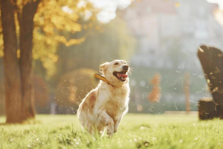 como adestrar um cachorro