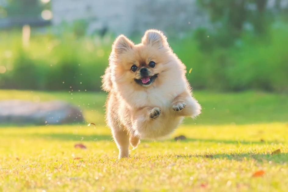 como adestrar um cachorro filhote passo a passo