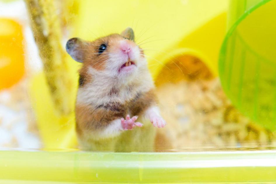 Como Criar um Ambiente Adequado para seu Hamster Chinês em Casa Como Criar um Ambiente Adequado para seu Hamster Chinês em Casa