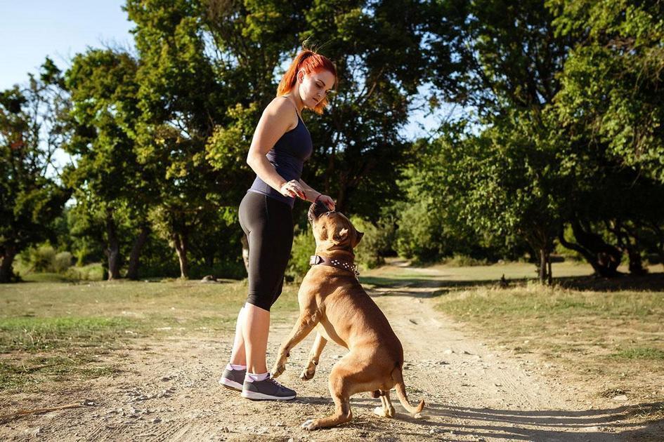Como Encontrar um Adestrador de Cachorro com Bom Custo-Benefício Como Encontrar um Adestrador de Cachorro com Bom Custo-Benefício