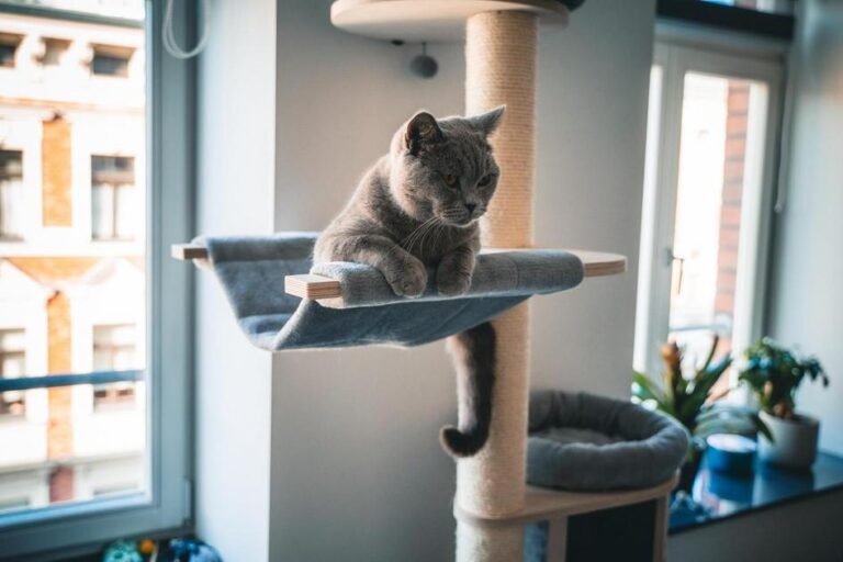 como fazer o gato parar de urinar no lugar errado