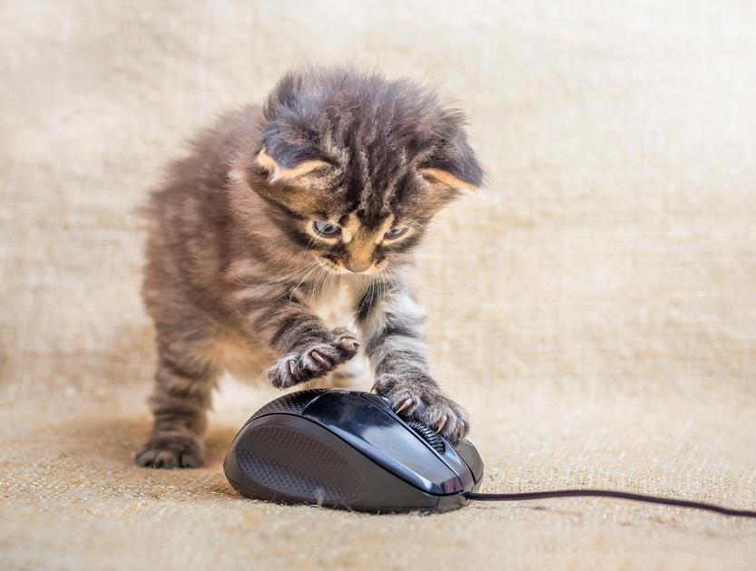 Como Nomear sua Gata Fêmea: Ideias e Tendências Populares