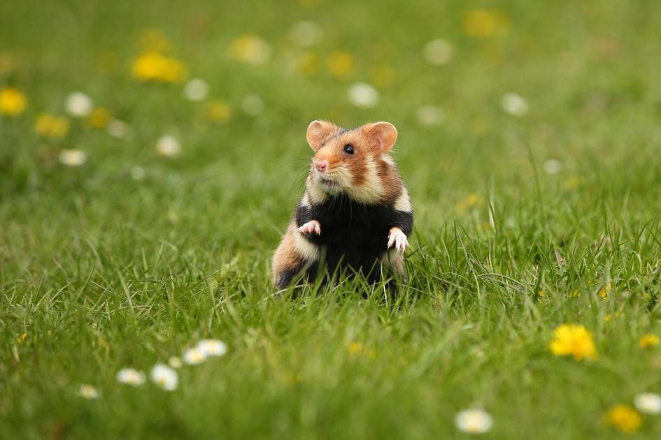 Como Preparar uma Dieta Equilibrada para Hamsters Como Preparar uma Dieta Equilibrada para Hamsters