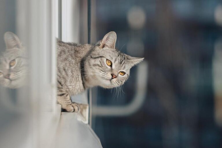 como treinar gato