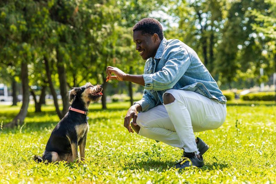 Comportamento Canino: Decifrando Por Que Seu Cachorro Lambe Você Comportamento Canino: Decifrando Por Que Seu Cachorro Lambe Você