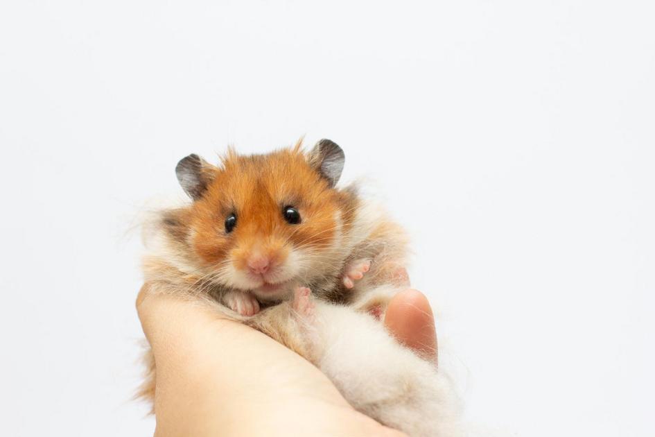 Compreendendo o Comportamento Único dos Hamsters Chineses Compreendendo o Comportamento Único dos Hamsters Chineses
