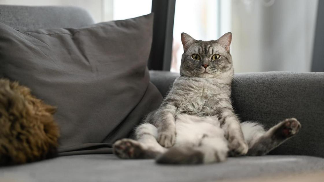 Comunicação ou Conforto: Interpretando o Miado do Gato Comunicação ou Conforto: Interpretando o Miado do Gato