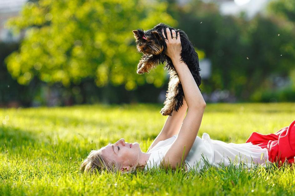 Conhecendo as Frutas Permitidas na Alimentação de Cachorros Conhecendo as Frutas Permitidas na Alimentação de Cachorros
