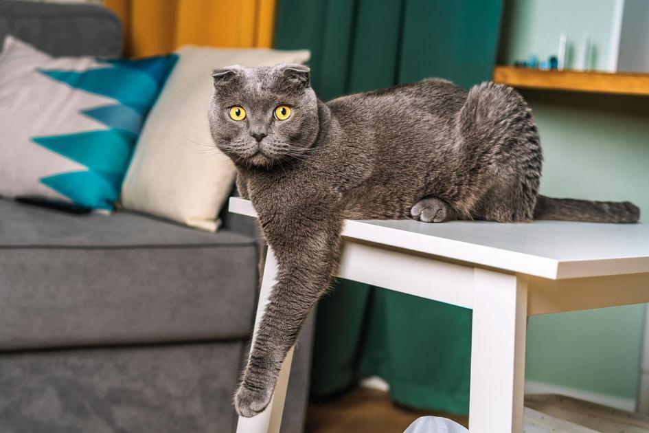 Contraindicações e cuidados ao adicionar mamão na alimentação felina Contraindicações e cuidados ao adicionar mamão na alimentação felina