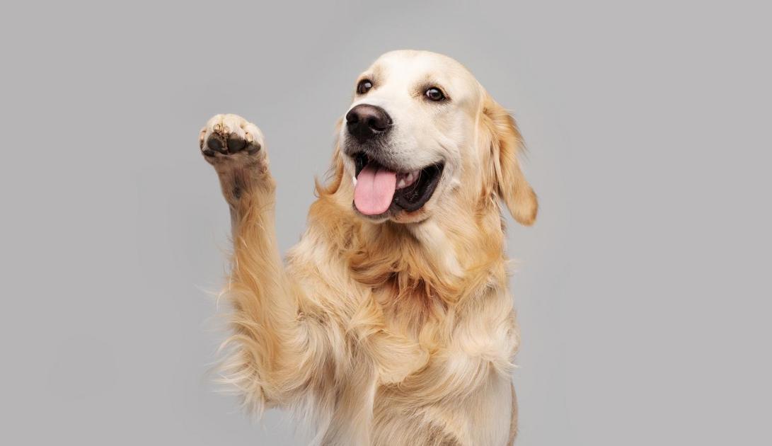Cuidados e Higiene para Reduzir a Perda de Pelos em Cães