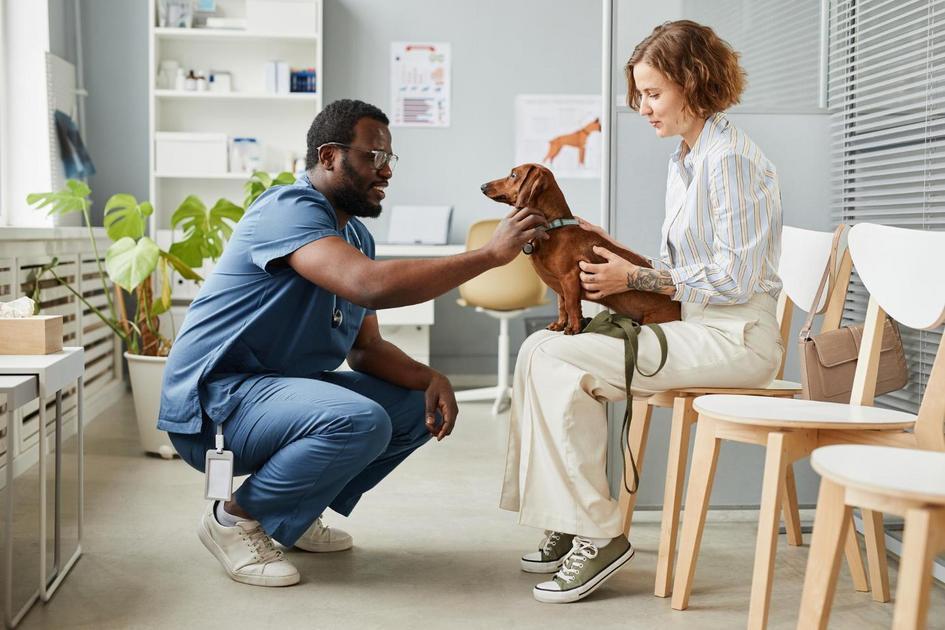 Cuidados especiais para manter seu cachorro pequeno saudável e feliz