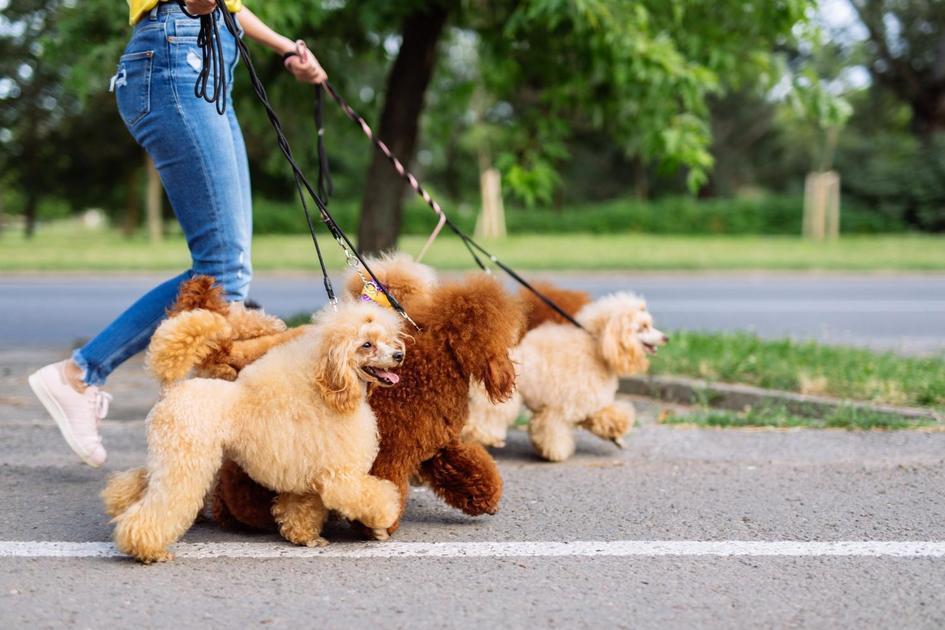 Cuidados Essenciais ao Usar Cone em Cachorros para Evitar Complicações