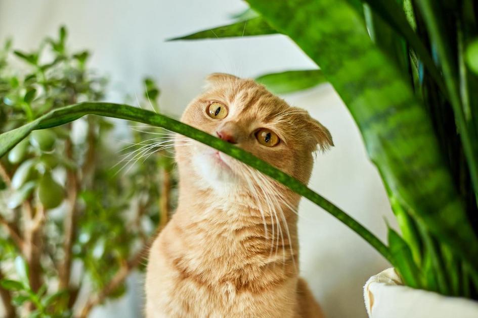 curiosidades sobre gatos