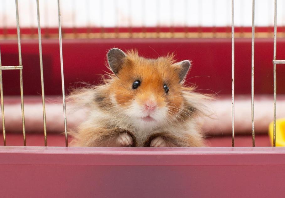 Descobrindo Frutas e Vegetais Seguros para Hamsters Descobrindo Frutas e Vegetais Seguros para Hamsters