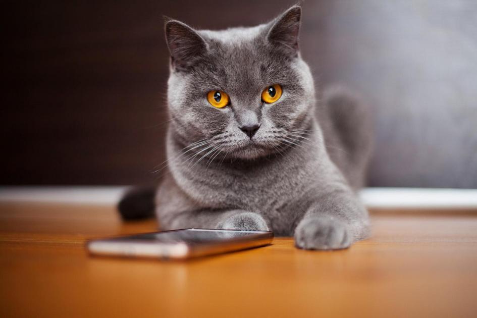 Descobrindo o Nome Perfeito para Sua Gata Descobrindo o Nome Perfeito para Sua Gata