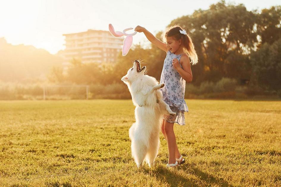 Diagnóstico e tratamento para tremedeira em cães Diagnóstico e tratamento para tremedeira em cães