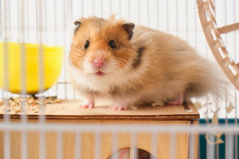 Dicas de Alimentação Responsável para Hamsters Dicas de Alimentação Responsável para Hamsters
