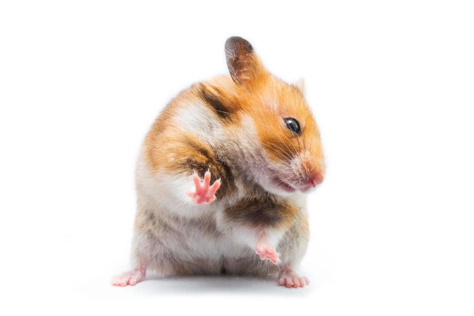 Dicas de Cuidado Essenciais para o seu Hamster Chinês Dicas de Cuidado Essenciais para o seu Hamster Chinês