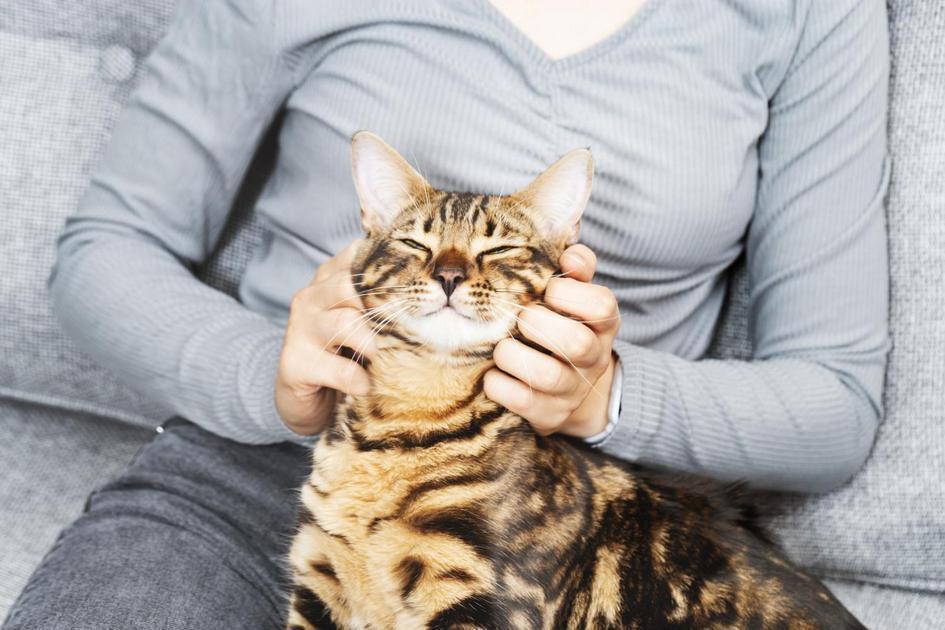 Dicas de manutenção e higiene do arranhador para gatos