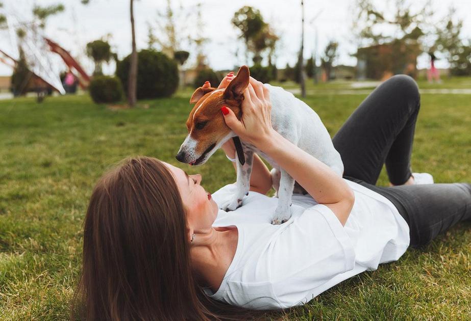 Dicas de Treinamento para Condicionar Seu Pet a Usar o Banheiro Dicas de Treinamento para Condicionar Seu Pet a Usar o Banheiro