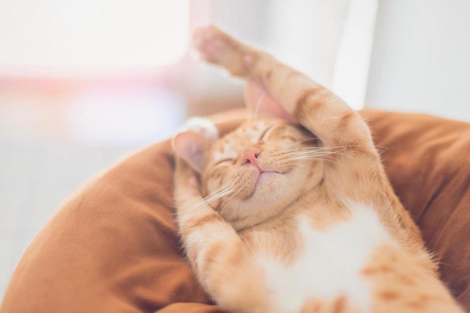 DIY Brinquedos e Jogos: Estimulação Mental para seu Felino
