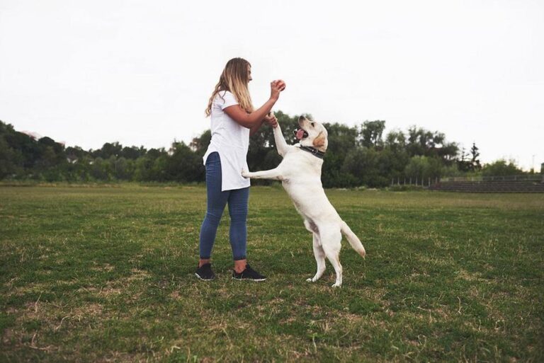 doença de cachorro em humanos