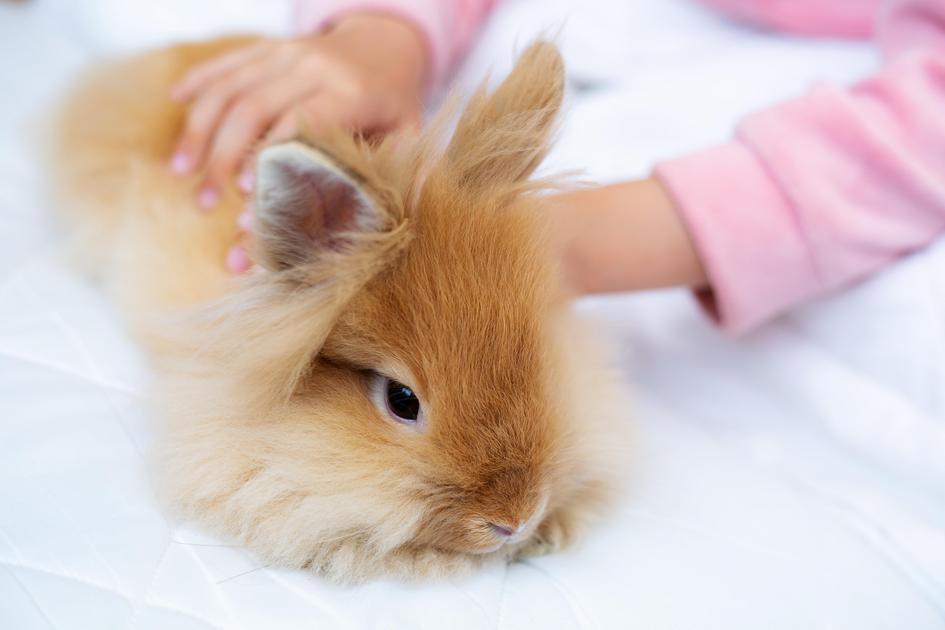 Entendendo a Dieta Básica dos Coelhos Domésticos Entendendo a Dieta Básica dos Coelhos Domésticos