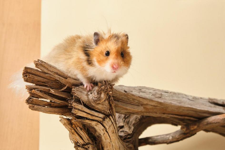 Entendendo a Expectativa de Vida do Seu Hamster Entendendo a Expectativa de Vida do Seu Hamster