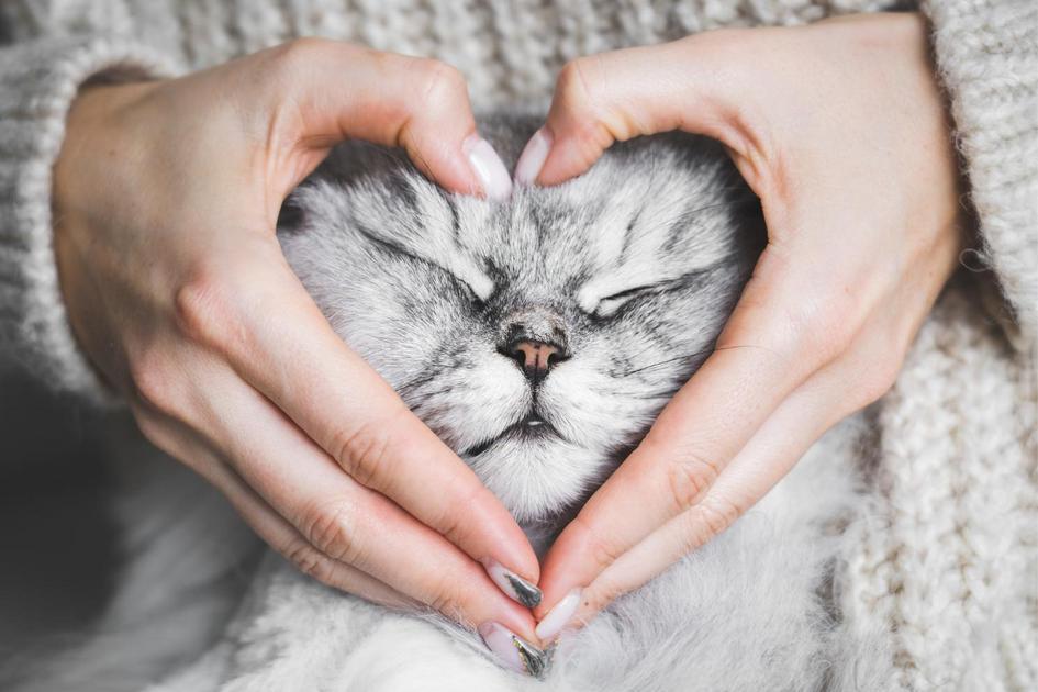 Entendendo a Idade do Seu Gato em Comparação com Humanos